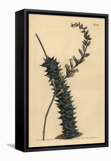 Astroloba Foliolosa (Small Leaved Aloe, Aloe Foliolosa)-Sydenham Teast Edwards-Framed Stretched Canvas