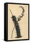 Astroloba Foliolosa (Small Leaved Aloe, Aloe Foliolosa)-Sydenham Teast Edwards-Framed Stretched Canvas