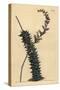 Astroloba Foliolosa (Small Leaved Aloe, Aloe Foliolosa)-Sydenham Teast Edwards-Stretched Canvas