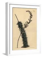 Astroloba Foliolosa (Small Leaved Aloe, Aloe Foliolosa)-Sydenham Teast Edwards-Framed Giclee Print