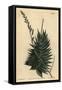 Astroloba Spiralis (Pentagonal Aloe, Aloe Pentagona)-Sydenham Teast Edwards-Framed Stretched Canvas