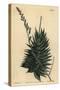 Astroloba Spiralis (Pentagonal Aloe, Aloe Pentagona)-Sydenham Teast Edwards-Stretched Canvas