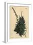 Astroloba Spiralis (Pentagonal Aloe, Aloe Pentagona)-Sydenham Teast Edwards-Framed Giclee Print