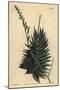 Astroloba Spiralis (Pentagonal Aloe, Aloe Pentagona)-Sydenham Teast Edwards-Mounted Giclee Print