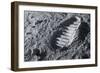 Astronaut Footprint on the Moon-Detlev Van Ravenswaay-Framed Photographic Print