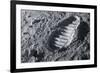 Astronaut Footprint on the Moon-Detlev Van Ravenswaay-Framed Photographic Print