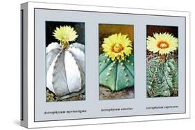 Astrophytum Myriostigma-null-Stretched Canvas