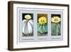 Astrophytum Myriostigma-null-Framed Art Print