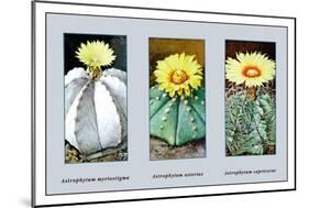 Astrophytum Myriostigma-null-Mounted Art Print