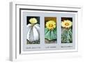 White Frame