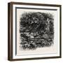 At Bas Breau, Bas-Breau, the Forest of Fontainebleau, France----, 19th Century-null-Framed Giclee Print