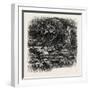 At Bas Breau, Bas-Breau, the Forest of Fontainebleau, France----, 19th Century-null-Framed Giclee Print