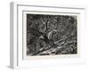 At Coney Hill, Hayes Common, Kent, UK, 19th Century-null-Framed Giclee Print