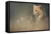 At Dawn-Jai Johnson-Framed Stretched Canvas