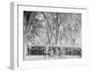 At Ease, Battalion Drill, U.S. Naval Academy-null-Framed Photo