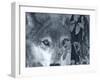 At First Sight-Gordon Semmens-Framed Photographic Print