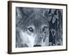 At First Sight-Gordon Semmens-Framed Photographic Print