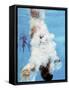 AT&T USA Diving Grand Prix, Fort Lauderdale, Florida-J. Pat Carter-Framed Stretched Canvas