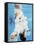 AT&T USA Diving Grand Prix, Fort Lauderdale, Florida-J. Pat Carter-Framed Stretched Canvas