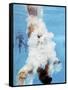 AT&T USA Diving Grand Prix, Fort Lauderdale, Florida-J. Pat Carter-Framed Stretched Canvas