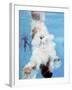 AT&T USA Diving Grand Prix, Fort Lauderdale, Florida-J. Pat Carter-Framed Photographic Print