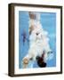 AT&T USA Diving Grand Prix, Fort Lauderdale, Florida-J. Pat Carter-Framed Photographic Print