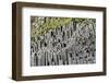 At the Black Sandy Beach of Reynisfjara, Basalt Colums-Catharina Lux-Framed Photographic Print