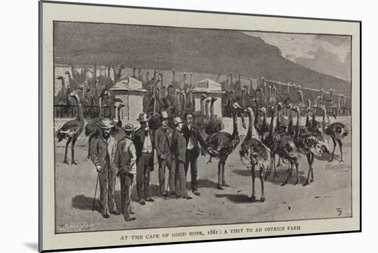 At the Cape of Good Hope, 1881, a Visit to an Ostrich Farm-null-Mounted Giclee Print