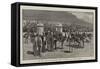 At the Cape of Good Hope, 1881, a Visit to an Ostrich Farm-null-Framed Stretched Canvas