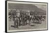 At the Cape of Good Hope, 1881, a Visit to an Ostrich Farm-null-Framed Stretched Canvas