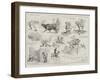 At the Irish Exhibition-Alfred Chantrey Corbould-Framed Giclee Print