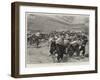 At the Military Tournament, Bluejackets of HMS Excellent at Field-Gun Exercise-Frederic De Haenen-Framed Giclee Print