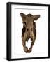 At the Museo Argentino De Ciencias Naturales in Buenos Aires, a Cast of the Skull of Carnotaurus.-Ira Block-Framed Giclee Print