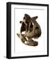 At the Museo Argentino De Ciencias Naturales in Buenos Aires, a Cast of the Skull of Carnotaurus.-Ira Block-Framed Giclee Print