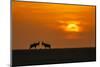 At The Sunset-Jun Zuo-Mounted Photographic Print