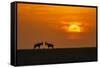 At The Sunset-Jun Zuo-Framed Stretched Canvas