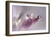 At the tip lll-Heidi Westum-Framed Photographic Print