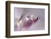 At the tip lll-Heidi Westum-Framed Photographic Print