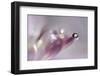 At the tip lll-Heidi Westum-Framed Photographic Print