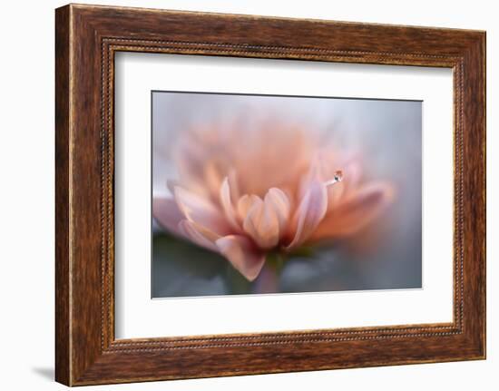 At the tip lll-Heidi Westum-Framed Photographic Print