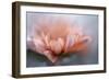 At the tip lll-Heidi Westum-Framed Photographic Print