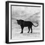 Black Frame