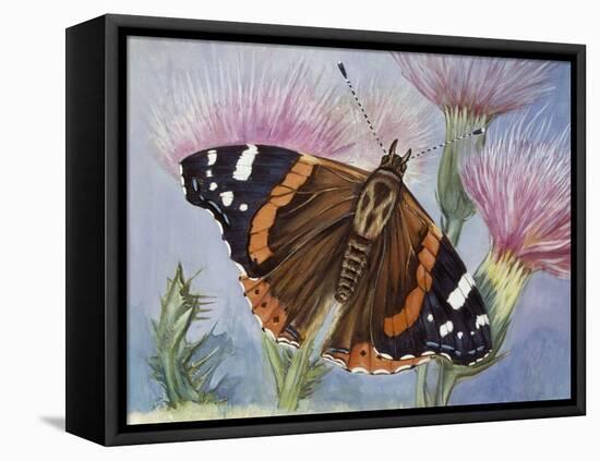 Atalanta (Vanessa Atalanta), Nymphalidae-null-Framed Stretched Canvas