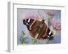 Atalanta (Vanessa Atalanta), Nymphalidae-null-Framed Giclee Print