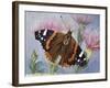 Atalanta (Vanessa Atalanta), Nymphalidae-null-Framed Giclee Print