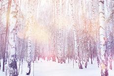 Winter Magic Birch Grove-Ataly-Photographic Print