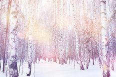 Winter Magic Birch Grove-Ataly-Framed Stretched Canvas