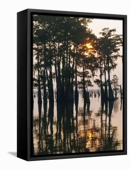 Atchafalaya Swamp, 'Cajun Country', Louisiana, USA-Sylvain Grandadam-Framed Stretched Canvas
