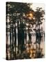 Atchafalaya Swamp, 'Cajun Country', Louisiana, USA-Sylvain Grandadam-Stretched Canvas