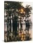 Atchafalaya Swamp, 'Cajun Country', Louisiana, USA-Sylvain Grandadam-Stretched Canvas